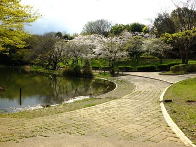 鴨池公園のさくら
