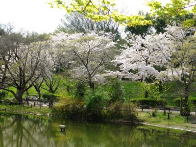 鴨池公園のさくら

