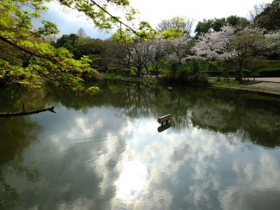 鴨池公園のさくら
