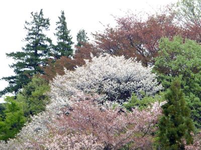折田不動公園（山桜）
