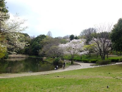 鴨池公園のさくら
