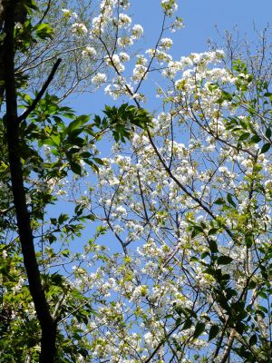 鴨池公園のさくら
