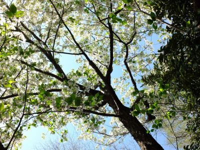 鴨池公園のさくら
