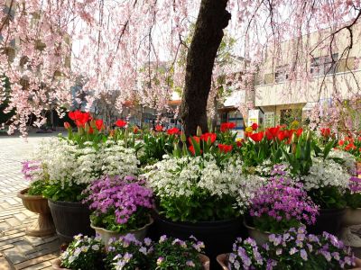 花のある商店街　荏田近隣センター（枝垂れ桜）
