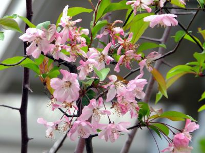 折田不動公園（海棠）
