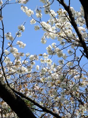 鴨池公園のさくら
