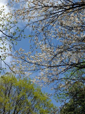 鴨池公園のさくら
