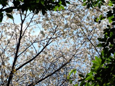 鴨池公園のさくら
