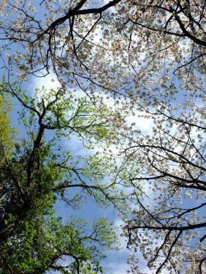 鴨池公園のさくら
