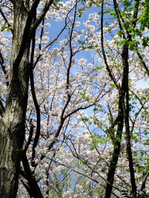 鴨池公園のさくら
