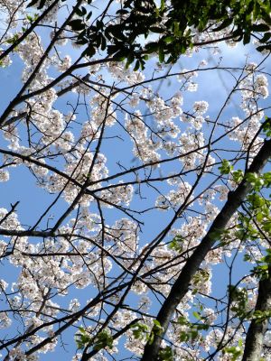 鴨池公園のさくら
