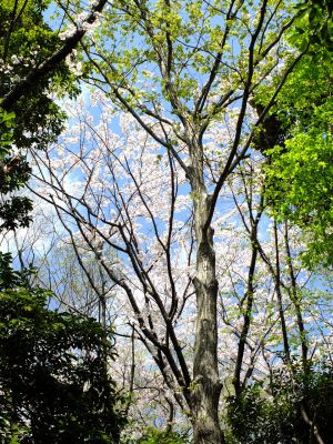 鴨池公園のさくら
