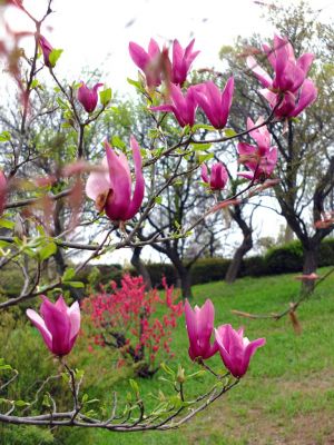 折田不動公園（モクレン）
