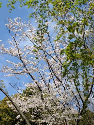鴨池公園のさくら
