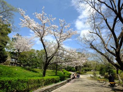 鴨池公園のさくら
