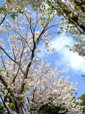 鴨池公園のさくら
