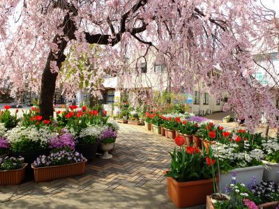 花のある商店街　荏田近隣センター（枝垂れ桜）
