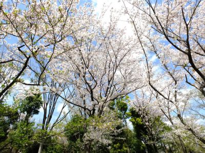 鴨池公園のさくら
