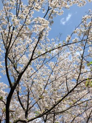 鴨池公園のさくら
