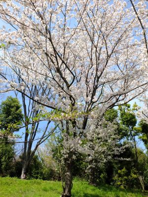 鴨池公園のさくら
