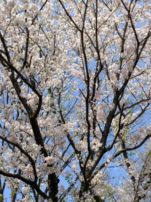 鴨池公園のさくら
