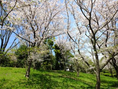 鴨池公園のさくら
