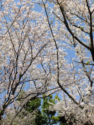 鴨池公園のさくら
