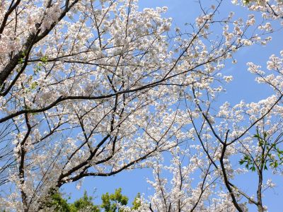 鴨池公園のさくら

