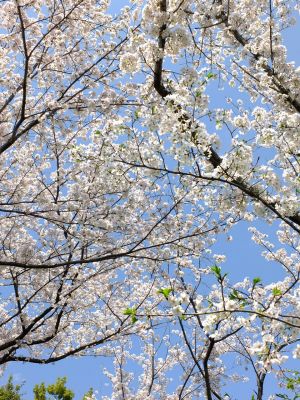 鴨池公園のさくら
