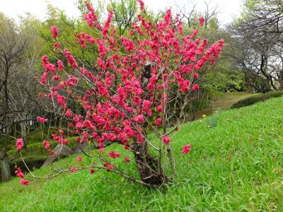 折田不動公園（花桃）
