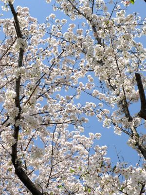 鴨池公園のさくら
