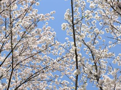 鴨池公園のさくら
