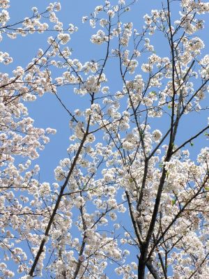 鴨池公園のさくら
