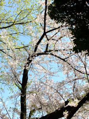 鴨池公園のさくら
