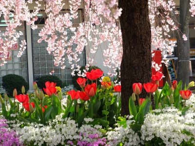花のある商店街　荏田近隣センター（枝垂れ桜）

