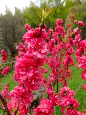 折田不動公園（花桃）
