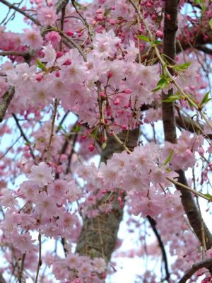 荏田近隣センター
