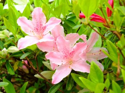 花のある街荏田近隣センター（つつじ）
