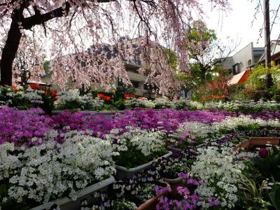 花のある商店街　荏田近隣センター（枝垂れ桜）
