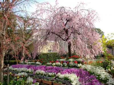 花のある商店街　荏田近隣センター（枝垂れ桜）
