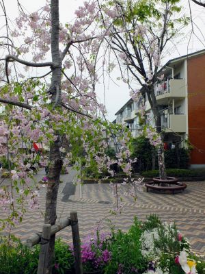 花のある街荏田近隣センター（垂れ桜）
