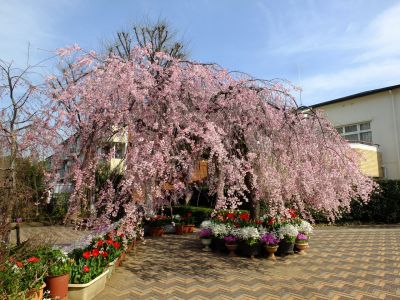 花のある商店街　荏田近隣センター（枝垂れ桜）
