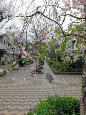 花のある街荏田近隣センター（垂れ桜）
