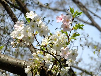 おおしまざくら
