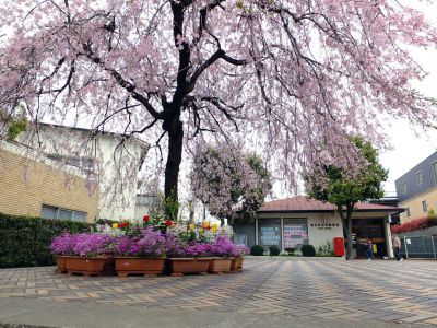 花のある街荏田近隣センター（垂れ桜）
