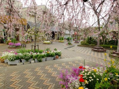 花のある街荏田近隣センター（垂れ桜）
