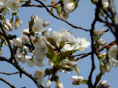 枝垂れ桜
