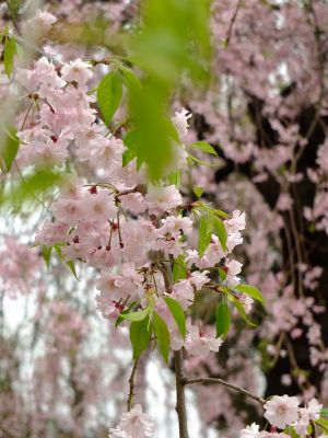 花のある街荏田近隣センター（垂れ桜）
