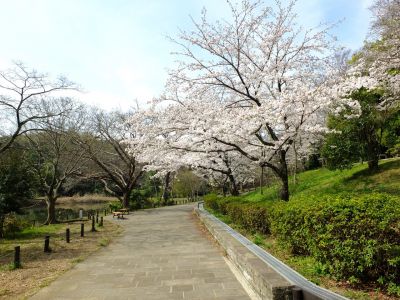 鴨池公園（染井吉野）
