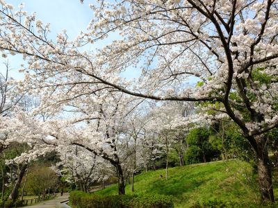 鴨池公園（染井吉野）
